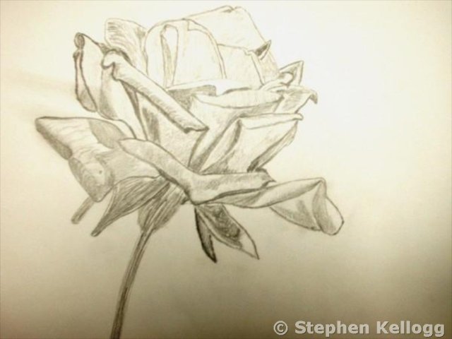 Rose sketch - Stephen Kellogg